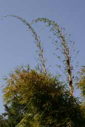 [bamboo-tree.jpg]