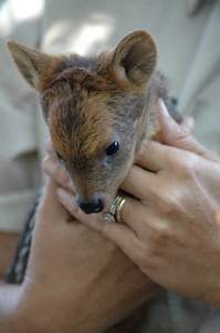 [Baby+Chilean+pudu,+tiny+deer,+at+Brevard+Zoo.jpg]