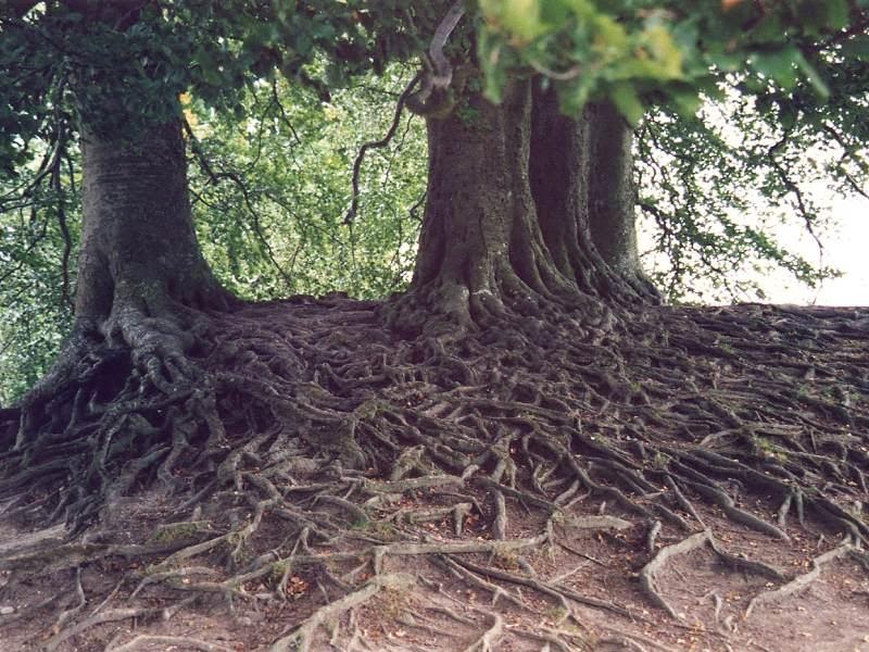 [roots.jpg]