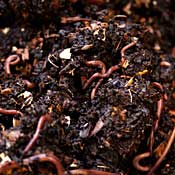 [worm-composting.jpg]