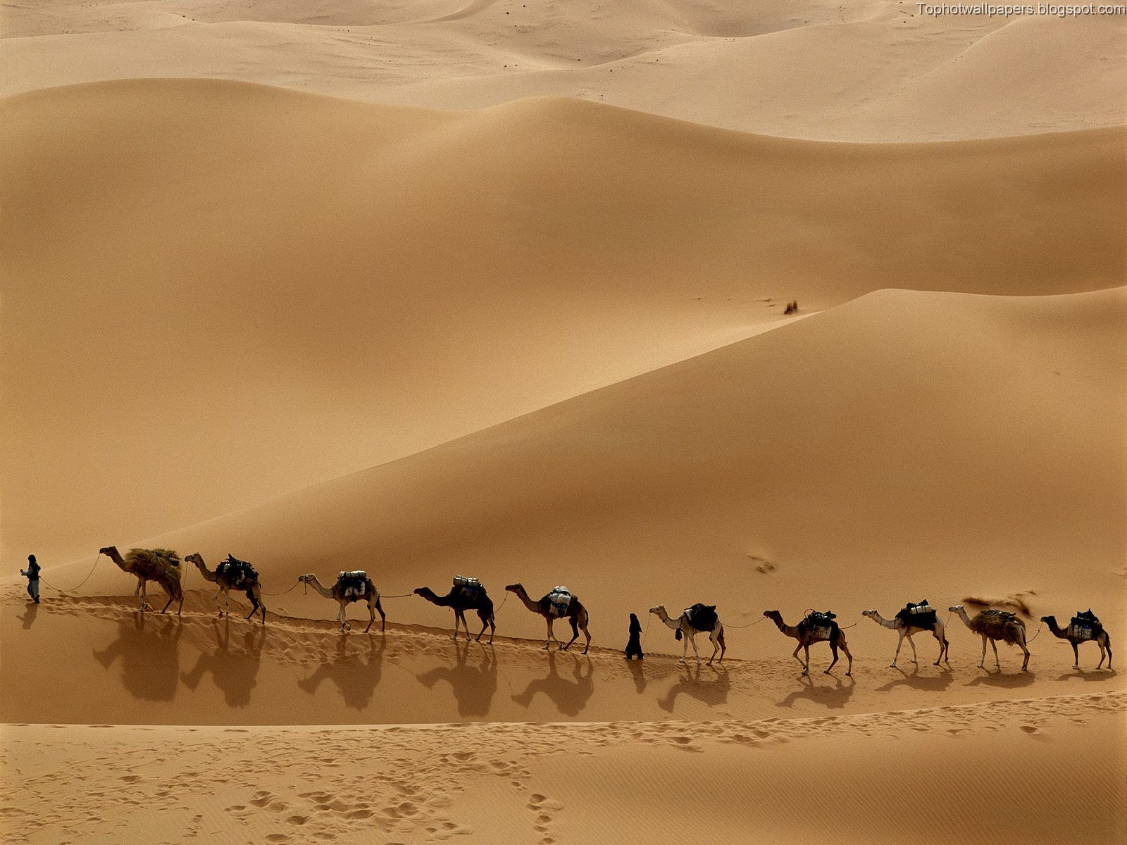 [Camel+Caravan,+Libya.jpg]