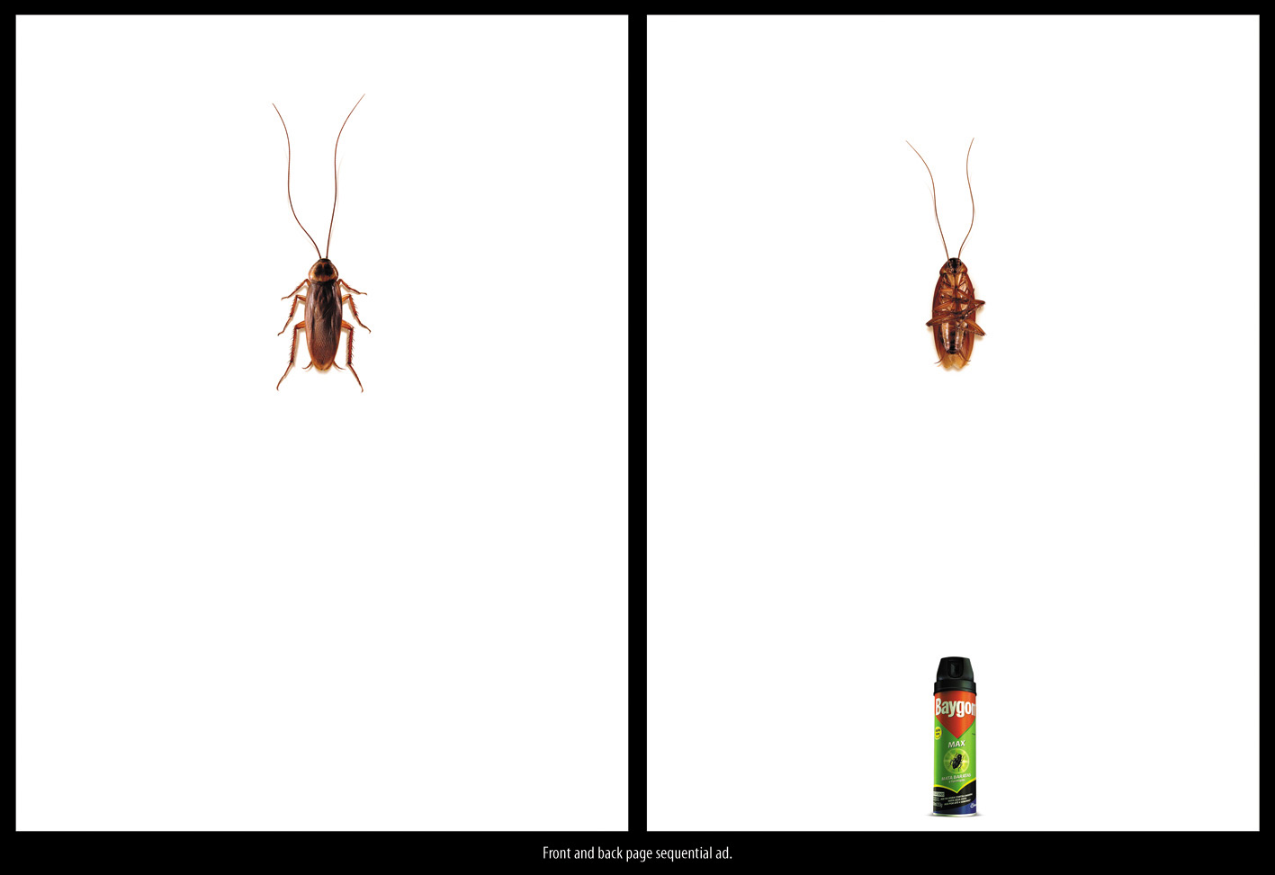 [Cockroach.jpg]