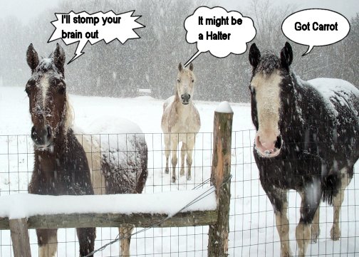 [Horse+Winter+2004+sayings.jpg]