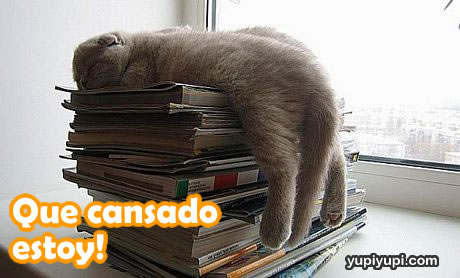 [gatito-dormido-sobre-libros-cansado.jpg]