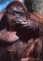 [orangutan-pongo-pygmaeus.jpg]