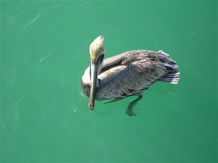 [Whatca+thinking+there+pelican.jpg]