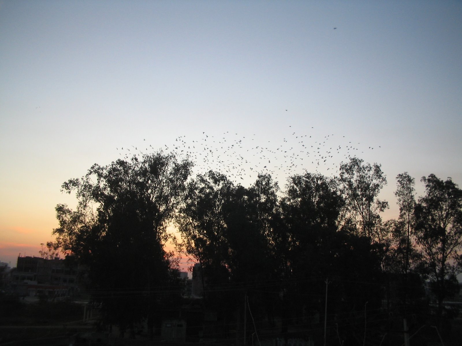 [23-Feb-2007_Birds_Roosting_Sewage_Pumping_Garha_JLD_gopal1035+008.jpg]