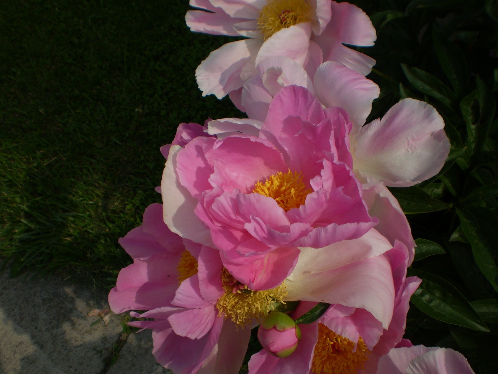 [pinkflower1.jpg]