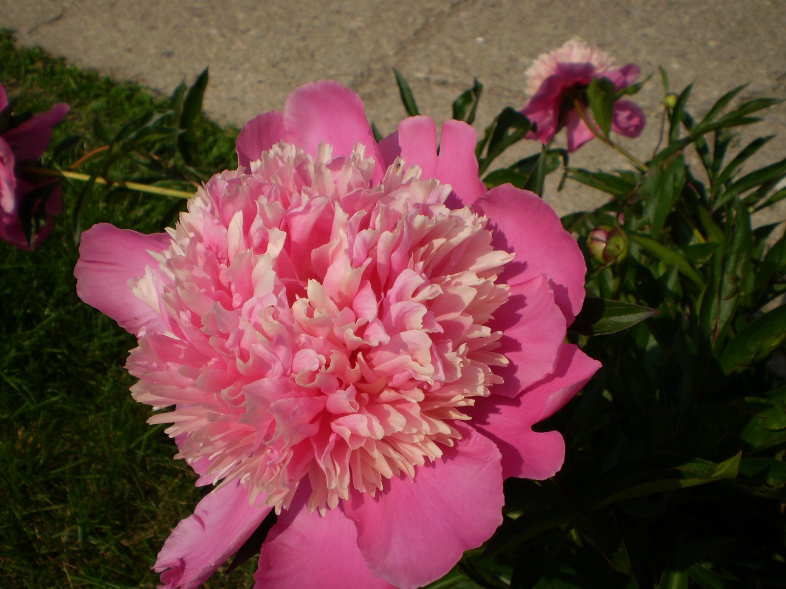 [pinkflower5.jpg]
