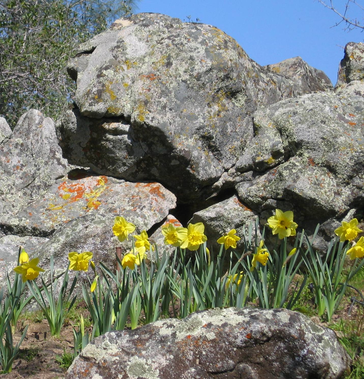 [daffodils+in+upper+garden.JPG]