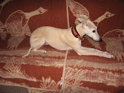 My Whippet