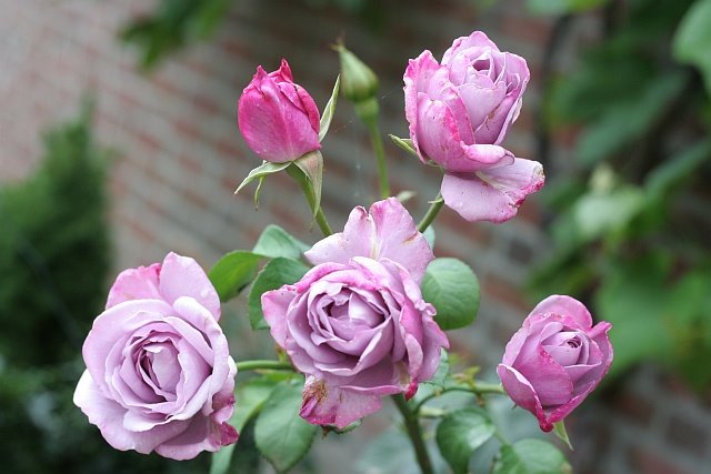 [rosa-bouquet.jpg]