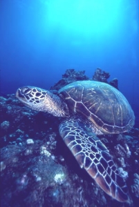 [Hawaii+sea+turtle.jpg]