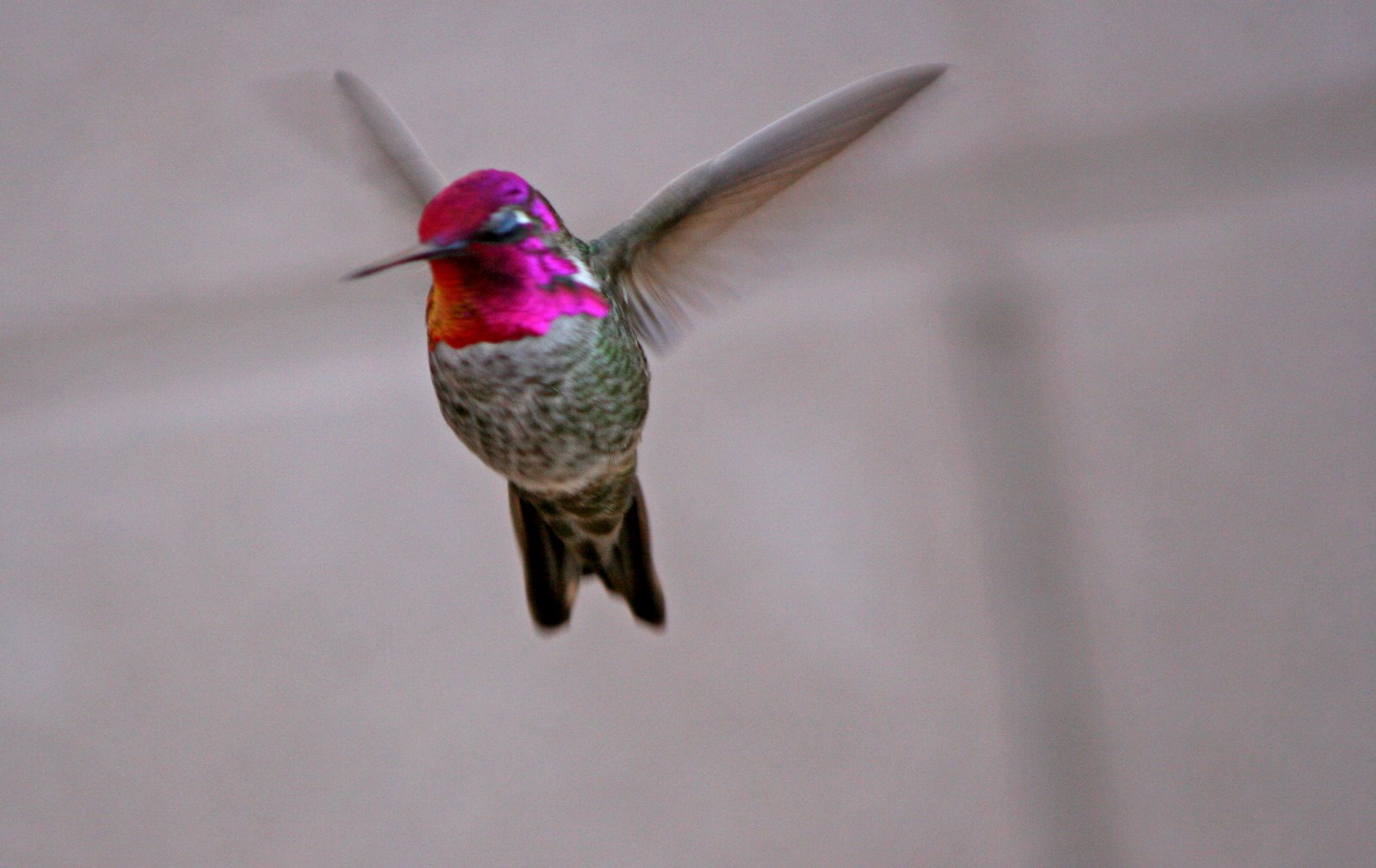 [hummingbird+101b.jpg]