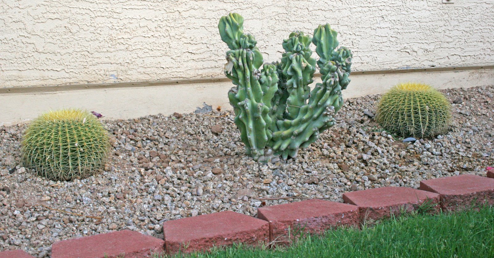 [lanscaping,+cactus+by+door.jpg]