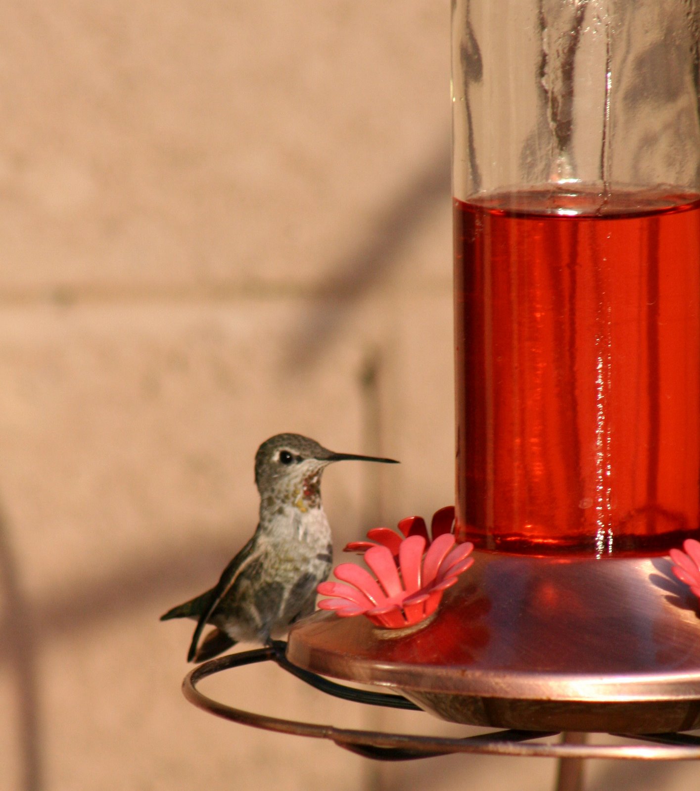 [hummingbird+5.jpg]