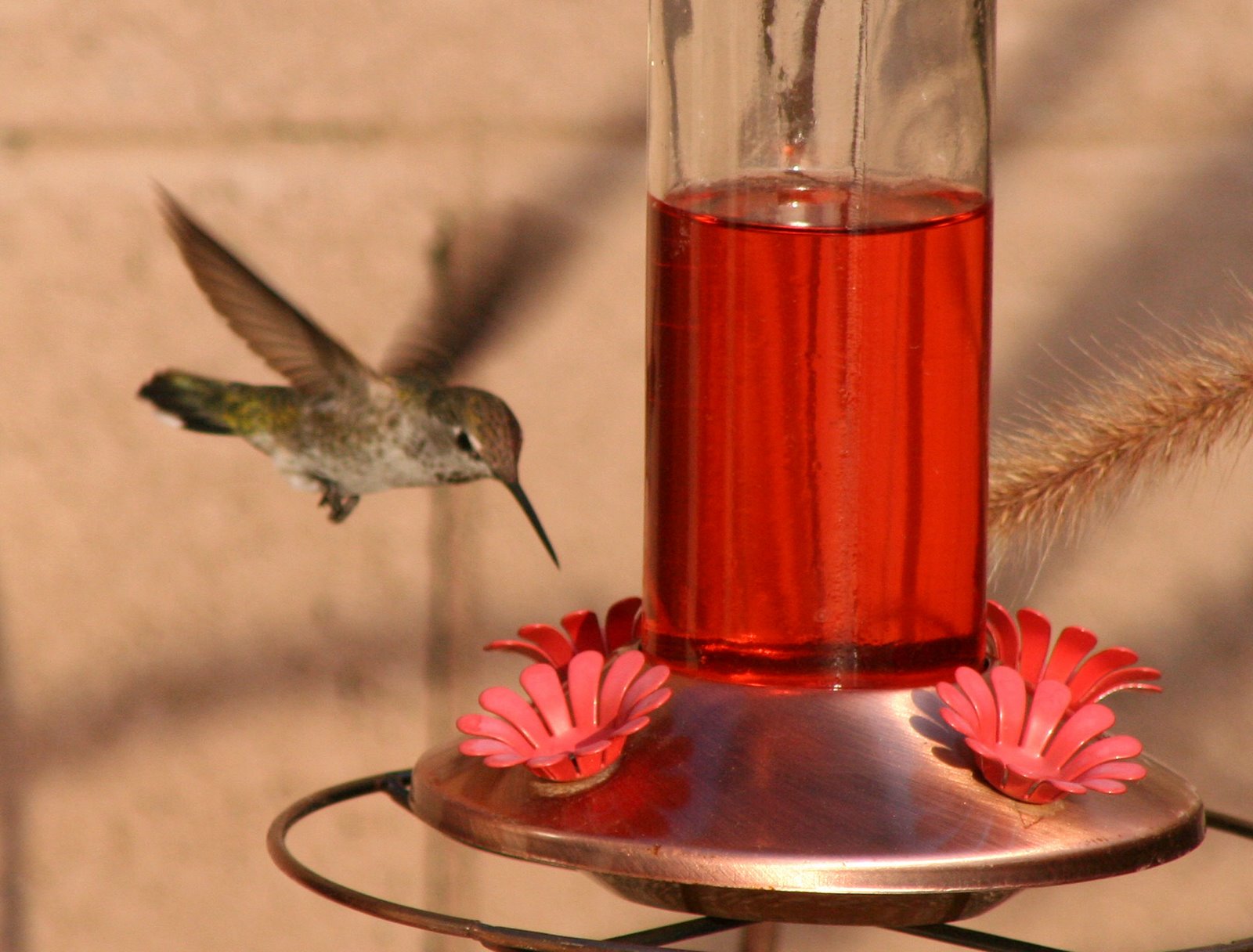 [hummingbird+3.jpg]