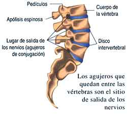[anatomia+vertebraS.jpg]