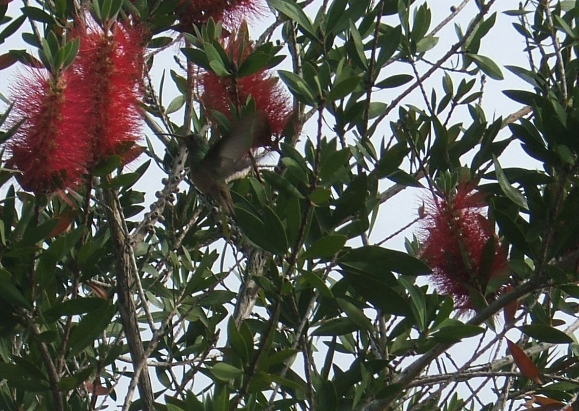 [hummingbird-2008apr13-av.jpg]