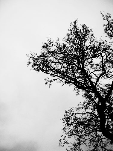 [tree+at+rosenborg.JPG]