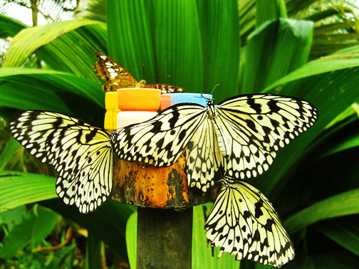 [butterflies.JPG]