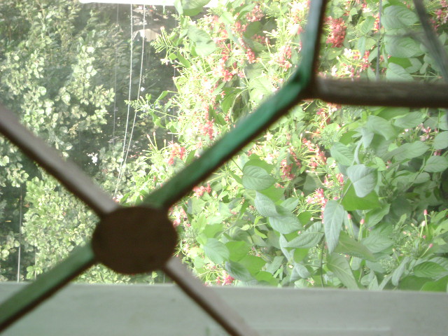 [view+outside+from+my+eastern+window.jpg]