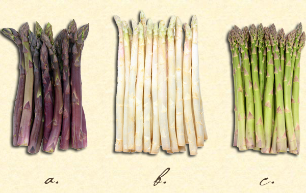 [asparagus-quiz.jpg]