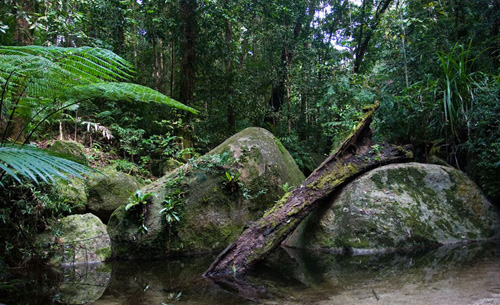 [daintree-rainforest2.jpg]