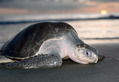 [olive-ridley-sea-turtle.jpg]
