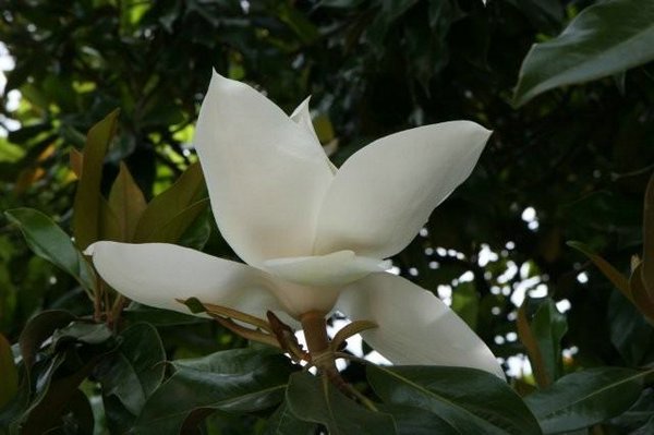 [Magnolias%20(00).jpg]