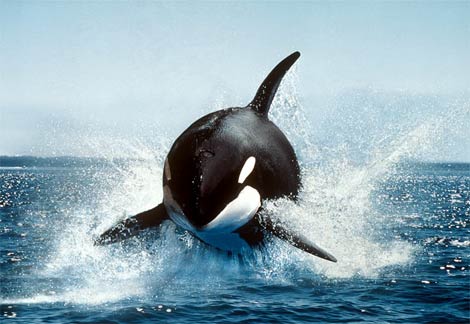 [orca-killer-whale.jpg]