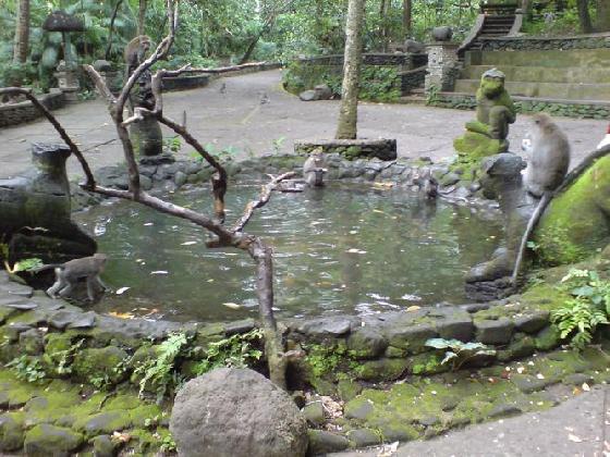 [3578085-Monkey_Forest_in_Ubud-Bali.jpg]