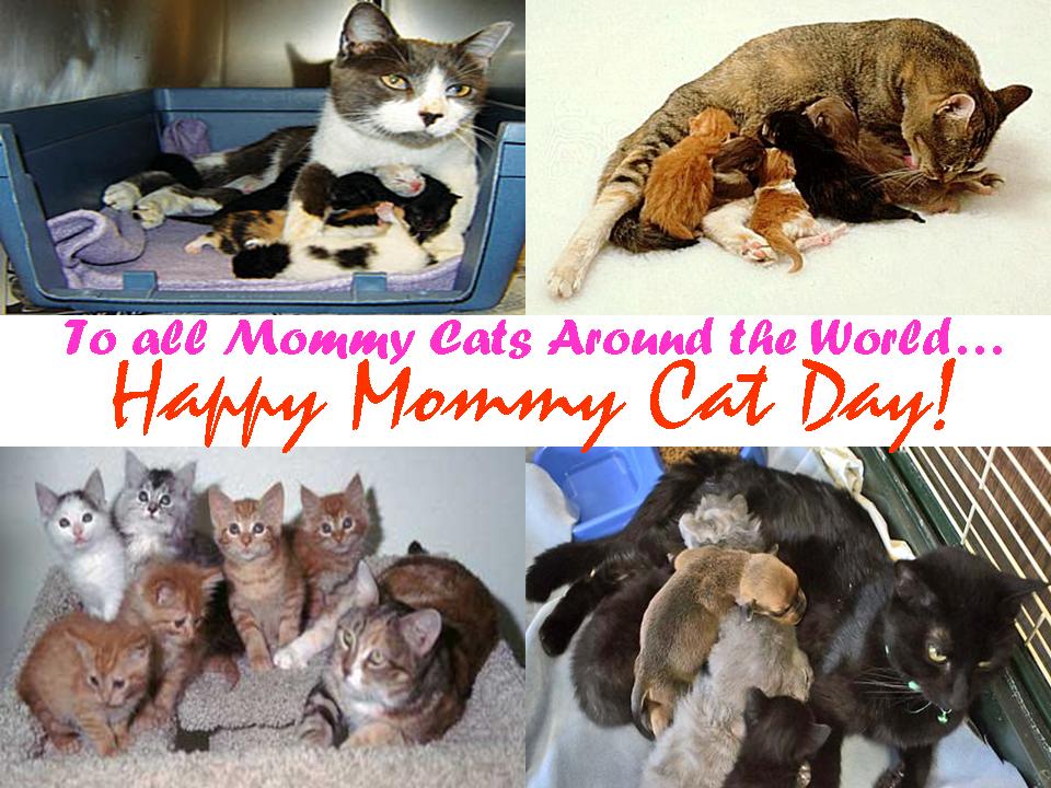 [happy+mommy+cat+day.jpg]