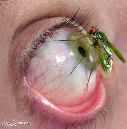 [060123 mosquito nos olhos.jpg]