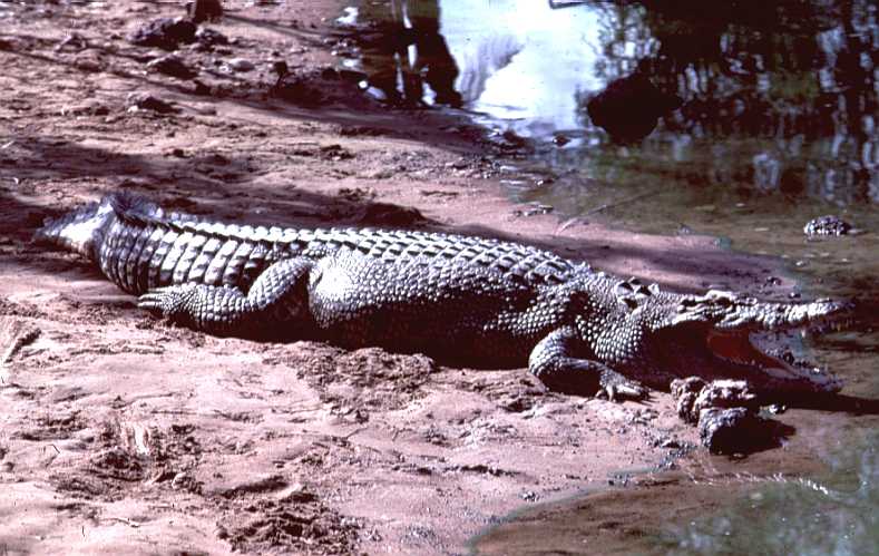 [SaltwaterCrocodile4.jpg]