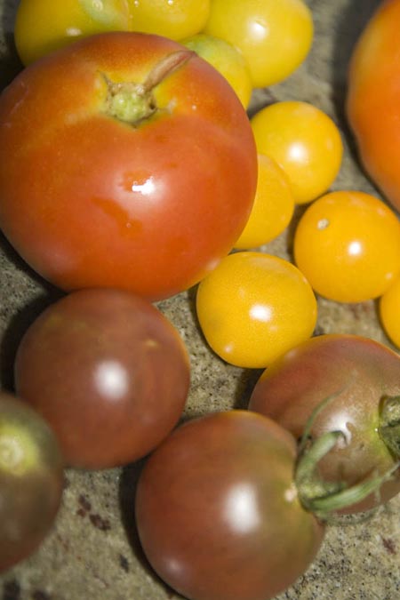 [Tomatoes-3.jpg]