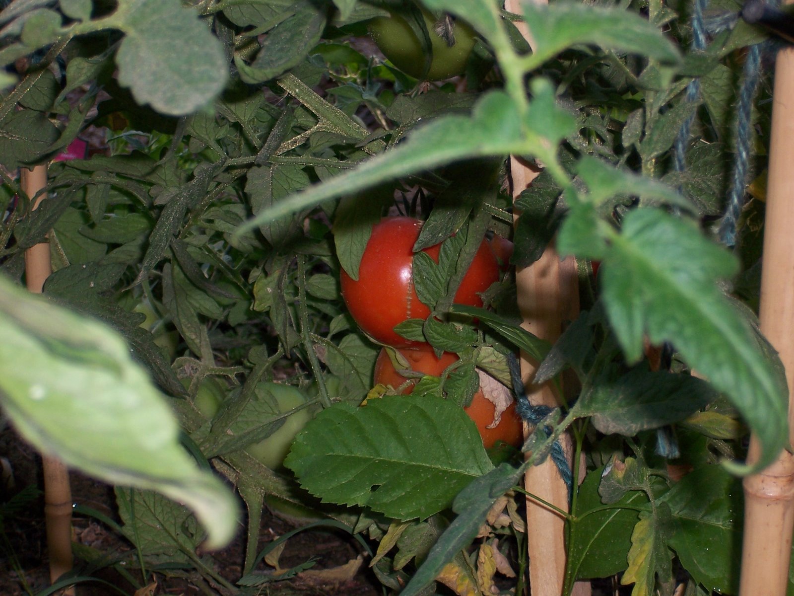 [tomatoes+on+the+vine.JPG]