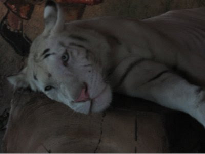 White Tiger Photo at Bali