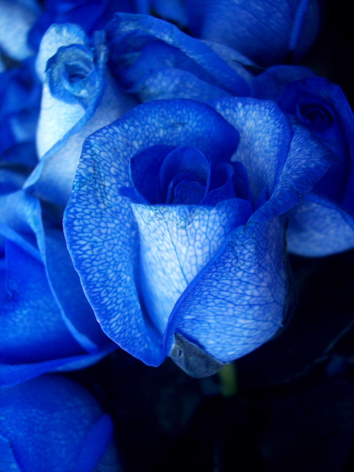 [Blue_rose-artificially_coloured.jpg]