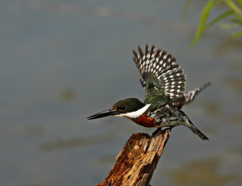 [Green-Kingfisher-3764-Web.jpg]