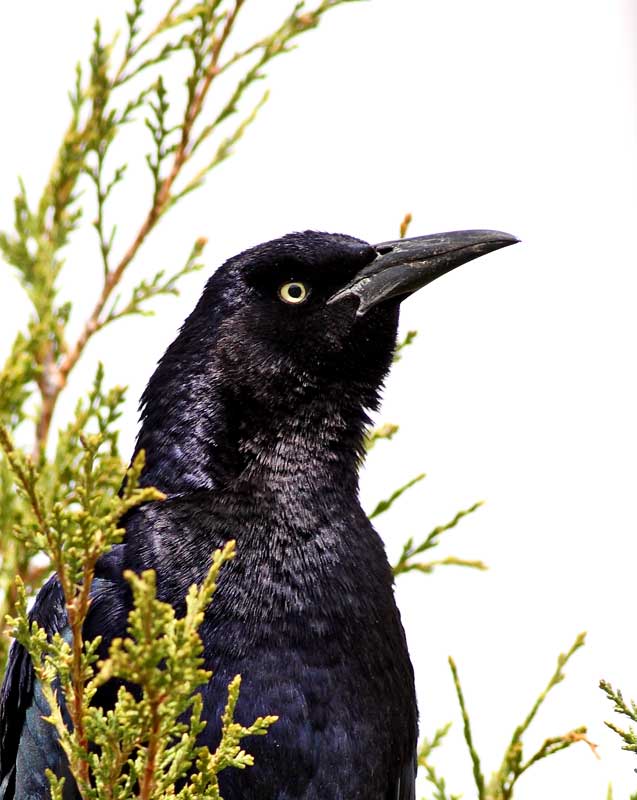 [Great-tailed-Grackle-1995.jpg]