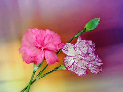 [carnations_1733_jbarnett.JPG]