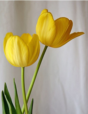 [tulips_yellow_jbarnet.jpg]