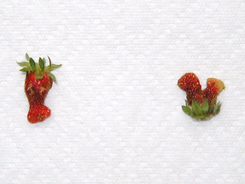 [strawberry+art+004.JPG]