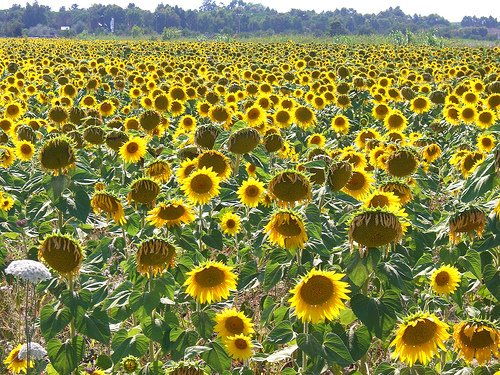 [SunflowersFlorence.jpg]