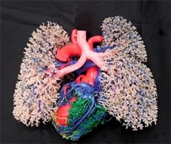 [coração+pulmões+e+fígado.JPG]