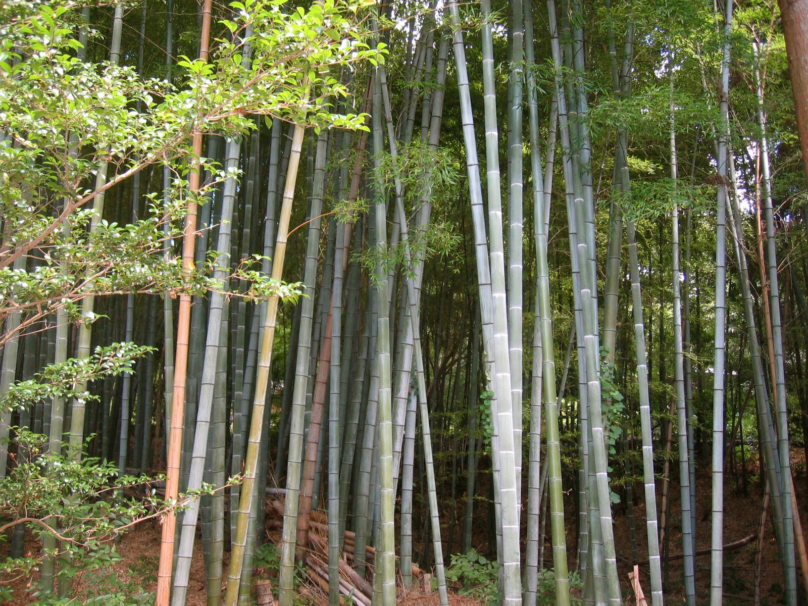 [bambooforest.jpg]