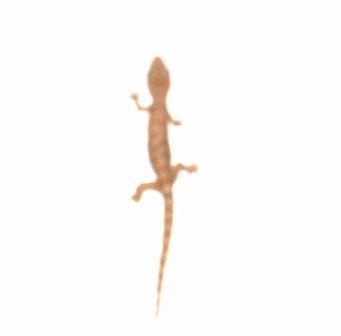 [Gecko3.jpg]