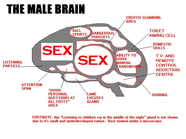[male_brain.gif]