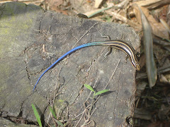 Blue Tail lizard